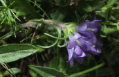 Edraianthus graminifolius στον Ολυμπο
