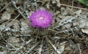 Atractylis gummifera στη Παρνηθα