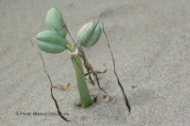 Οι καρποι του κρινου της θαλασσας (Pancratium maritimum)