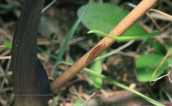 Biarum tenuifolium στη Παρνηθα
