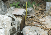 Biarum tenuifolium στη Παρνηθα