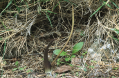 Biarum tenuifolium στη Παρνηθα
