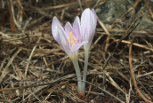 Κολχικο (Colchicum parlatoris) στη Γιαλοβα