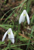 Γαλανθοι (Galanthus reginae-olgae) στο Ταυγετο