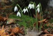 Γαλανθοι (Galanthus reginae-olgae) στο Ταυγετο