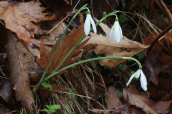 Γαλανθοι (Galanthus reginae-olgae) στο Ταυγετο
