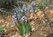 Hyacinthella leucophaea subsp. atchleyi στον Ωρωπο