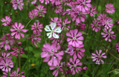 Σιληνες (Silene colorata)