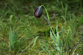 Φριτιλλαρια (Fritillaria obliqua) στην Αττικη