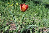 Τουλιπα (Tulipa undulatifolia) στη Βοιωτια