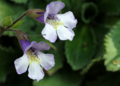 Haberlea rhodopensis στη Ροδοπη