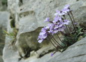 Haberlea rhodopensis στη Ροδοπη