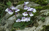 Haberlea rhodopensis στη Ροδοπη