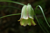 Φριτιλλαρια (Fritillaria messanensis) στον Ολυμπο