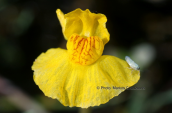 Utricularia australis στη λιμνη Κερκινη