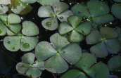 Marsilea quadrifolia στη λιμνη Κερκινη
