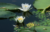 Νουφαρα (Nymphaea alba) στη λιμνη Κερκινη