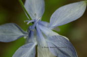 Aquilegia ottonis subsp. amaliae στον Ολυμπο