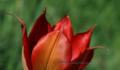 Τουλιπα (Tulipa undulatifolia) στη Βοιωτια