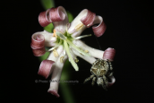 Σιληνη (Silene oligantha ssp. parnesia) στη Παρνηθα