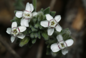 Bolanthus graecus στη Παρνηθα