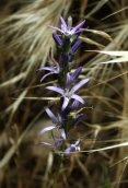 Asyneuma limonifolium στη Παρνηθα