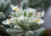 Teucrium polium στη Παρνηθα