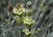 Τσαι του βουνου (Sideritis raeseri subsp. attica) στη Παρνηθα