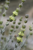 Τσαι του βουνου (Sideritis raeseri subsp. attica) στη Παρνηθα