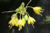 Allium flavum στον Ολυμπο