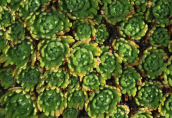 Saxifraga exarata στον Ολυμπo