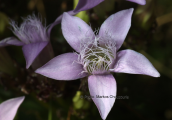 Gentianella crispata στον Ολυμπο