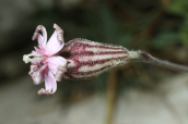 Σιληνη (Silene ciliata subsp.graefferi) στον Ολυμπο