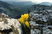 Κιτρινα κρινακια, (Sternbergia lutea) στη Παρνηθα