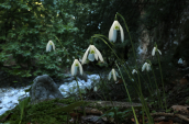 Γαλανθοι (Galanthus reginae-olgae) στο Ταυγετο