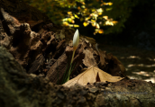 Κροκος (Crocus boryi) στoν Ταυγετο