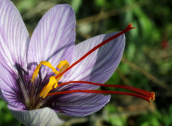 Κροκος (Crocus cartwrightianus) στο Σουνιο