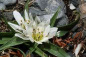 Androcymbium rechingeri στη δυτικη Κρητη