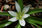 Androcymbium rechingeri στη δυτικη Κρητη