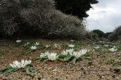 Androcymbium rechingeri στη δυτικη Κρητη