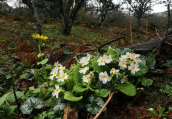 Primula vulgaris στην Οχη