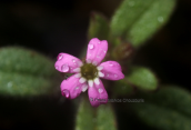 Σιληνη (Silene sedoides) στην Οχη
