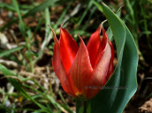 Τουλιπα (Tulipa undulatifolia) στη Βοιωτια