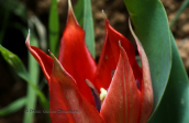 Τουλιπα (Tulipa undulatifolia) στη Βοιωτια