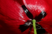 Παπαρουνα (Papaver roeas)
