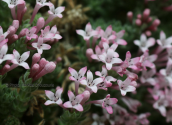 Asperula arcadiensis στη Ζηρεια
