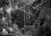 Δασος002, Δασος forest b&w, Δασος forest b&w
