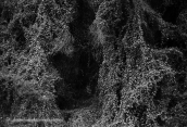 Δασος003, Δασος forest b&w, Δασος forest b&w