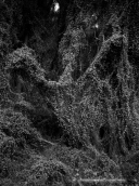 Δασος008, Δασος forest b&w, Δασος Forest B&W