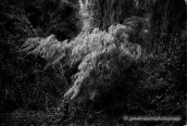 Δασος009, Δασος forest b&w, Δασος forest b&w